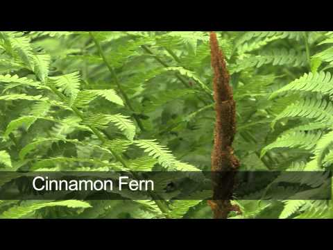 Mexican male fern