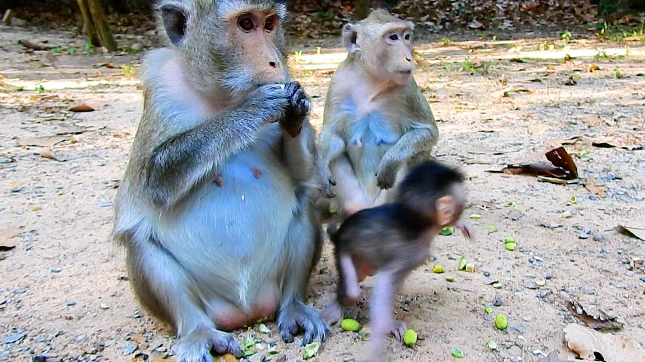 Monkey No Rene Monkey Anna No Care To Play With Cute Tiny Baby Reza While Rene Sitting ...