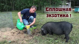 Приехал ревизор!//Гусеницы съели всё//Высаживаем экзотику.