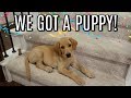 MEET OUR NEW PUPPY! | Tara Henderson