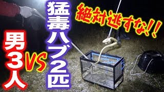 【命懸け】一同パニック！夜の森でハブを捕獲する恐怖！【キングギドラ酒#2】