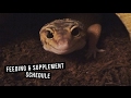 Leopard Gecko Supplement & Feeding Schedule!