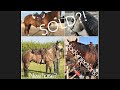 Hock Injections and Selling Horses! Episode 4!
