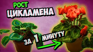 Рост цикламена за 1 минуту #shorts