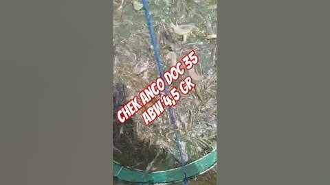 The shrimp very healthy #aquaculture #budidaya #shrimp #farming