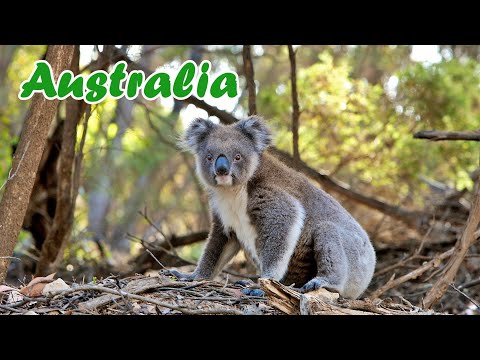 Video: Koala - urs marsupial și lipsit de apărare