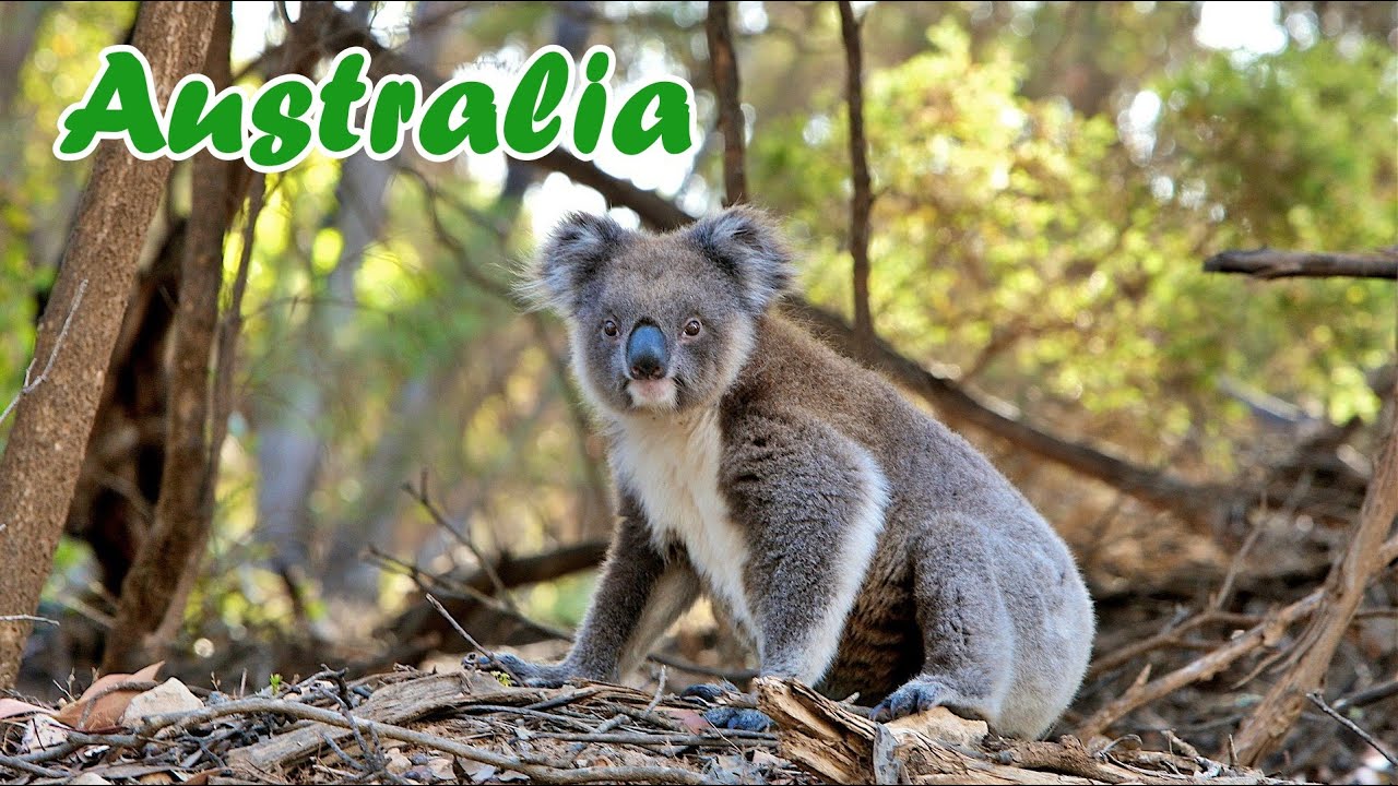 Koala Reserve, Phillip Island, Australia ep 6 - Ursul Koala - travel video calatorie vlog