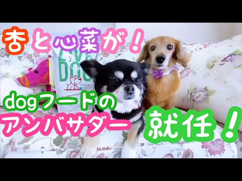 【老犬介護No.108】杏＆心菜がリブドッグのアンバサダーに選ばれましたぁ！