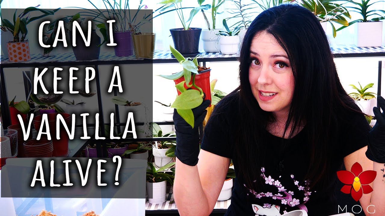 I got a new Vanilla Orchid! 🌱