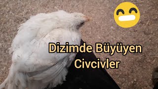 Dizimde Uyuyan Civcivcivcivler Ele Nasıl Alıştırılır