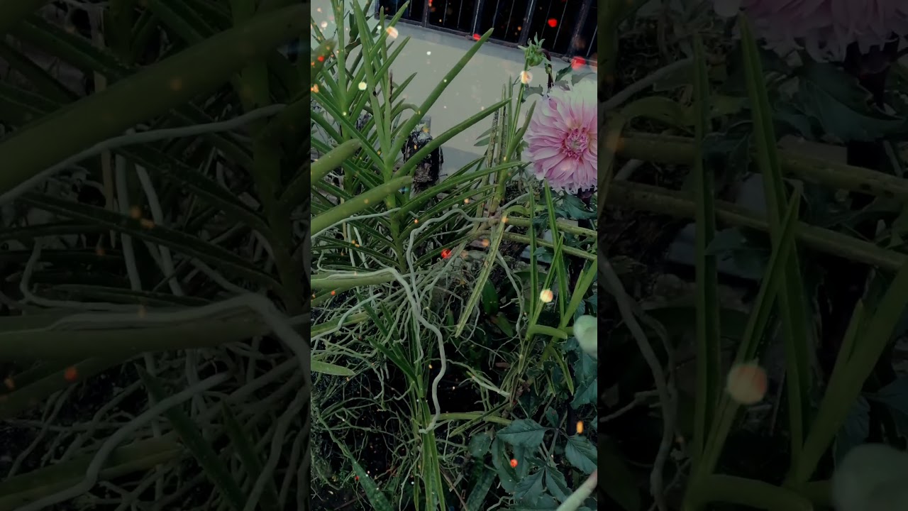 Handling a venomous Tropidolaemus subannulatus (Pit Viper) Free Hand☠️