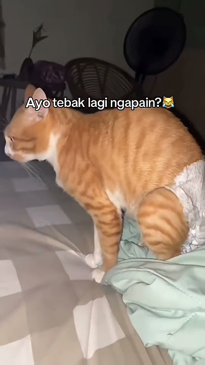 Kelakuan Kucing Gemoy: Berak di Pampers, Bikin Ngakak Sekampung! #kucinglucu #kucing #kucingoren