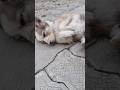 pagal 😆#dog #dogvideos #dogshorts #doglife #shorts #viral #trending #petvideos #funny