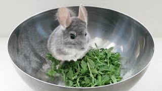 Chinchilla Dust Bath - Will It Toss?