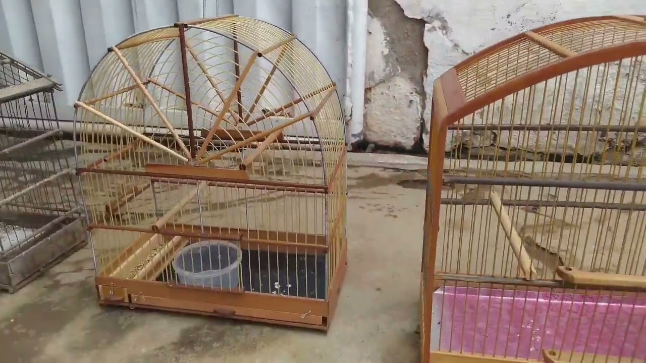 MOSTRANDO MEUS PÁSSAROS E GAIOLAS #aves #pássaros #coleirinha #azulão #papacapim #bigodinho