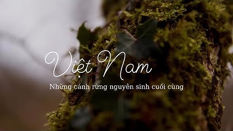 Những cánh rừng nguyên sinh cuối cùng | Pù Mát #rungnguyensinh #rungquocgia #rừng #cayhieubiet 