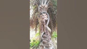 “Snake Climbing a Coconut Tree!”