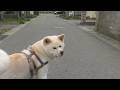 【秋田犬ゆうき】寄り道ばかりのお散歩なので帰宅する頃には暑くなり口が開き舌も出る【akita dog】
