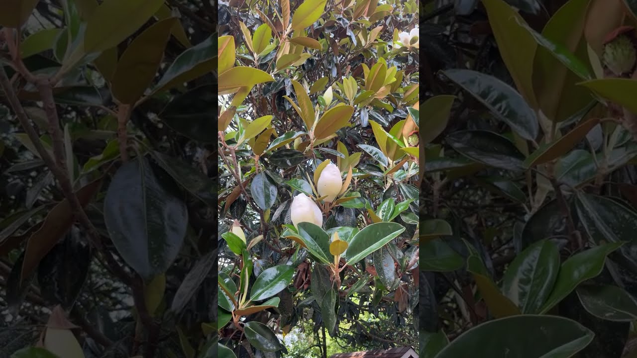 Olga & Chanel is live! Spring time! Beautiful Magnolia tree!🌸💚 