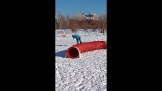аджилити - первые шаги аджилити - первые шаги