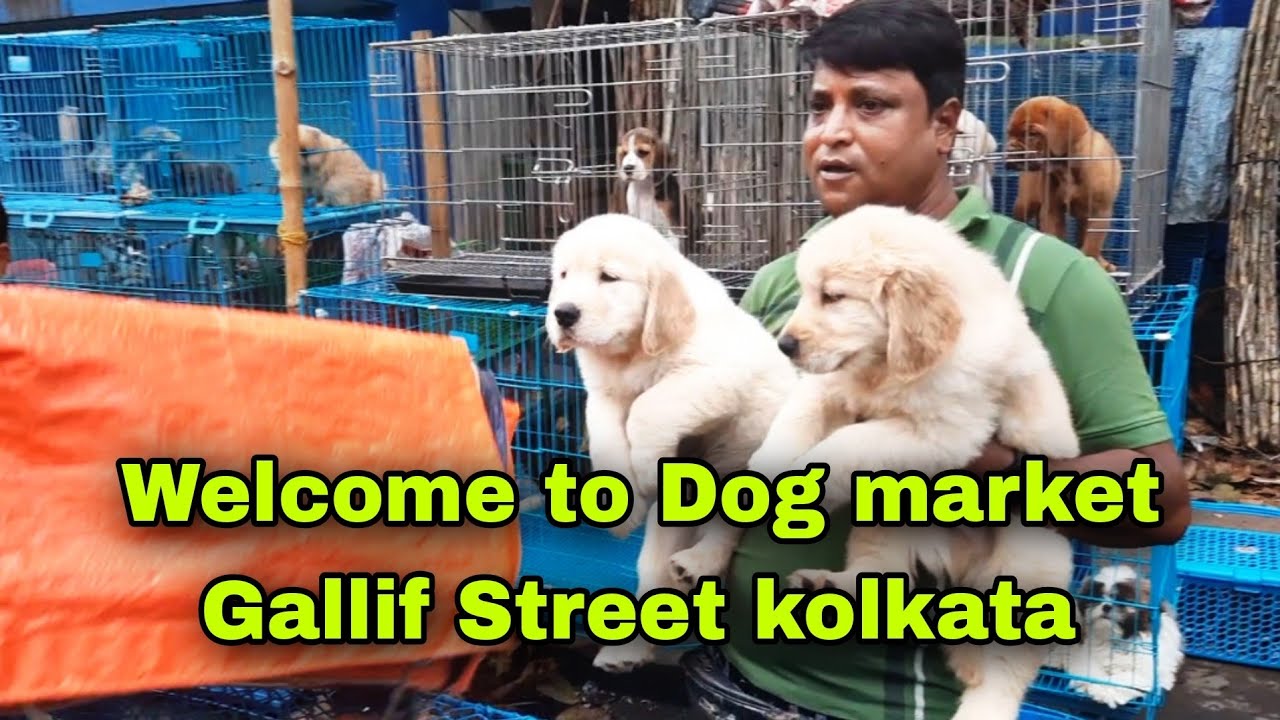 Galiff Street Pet Market Kolkata Cheapest Dogs Market In India Dog