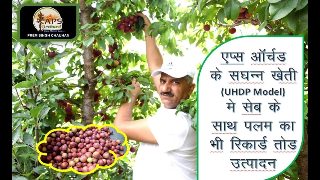 एप्स ऑर्चर्ड के अतिसघन्न मॉडल में सेब के साथ साथ पलम ( Single Stem) का भी रिकॉर्ड तोड़  उत्पादन