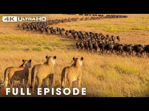 Predator Vs Prey In The African Savannah Full Episode Nature Animal Documentary 