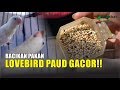 Cara Meracik Pakan Burung Lovebird Buat Lomba