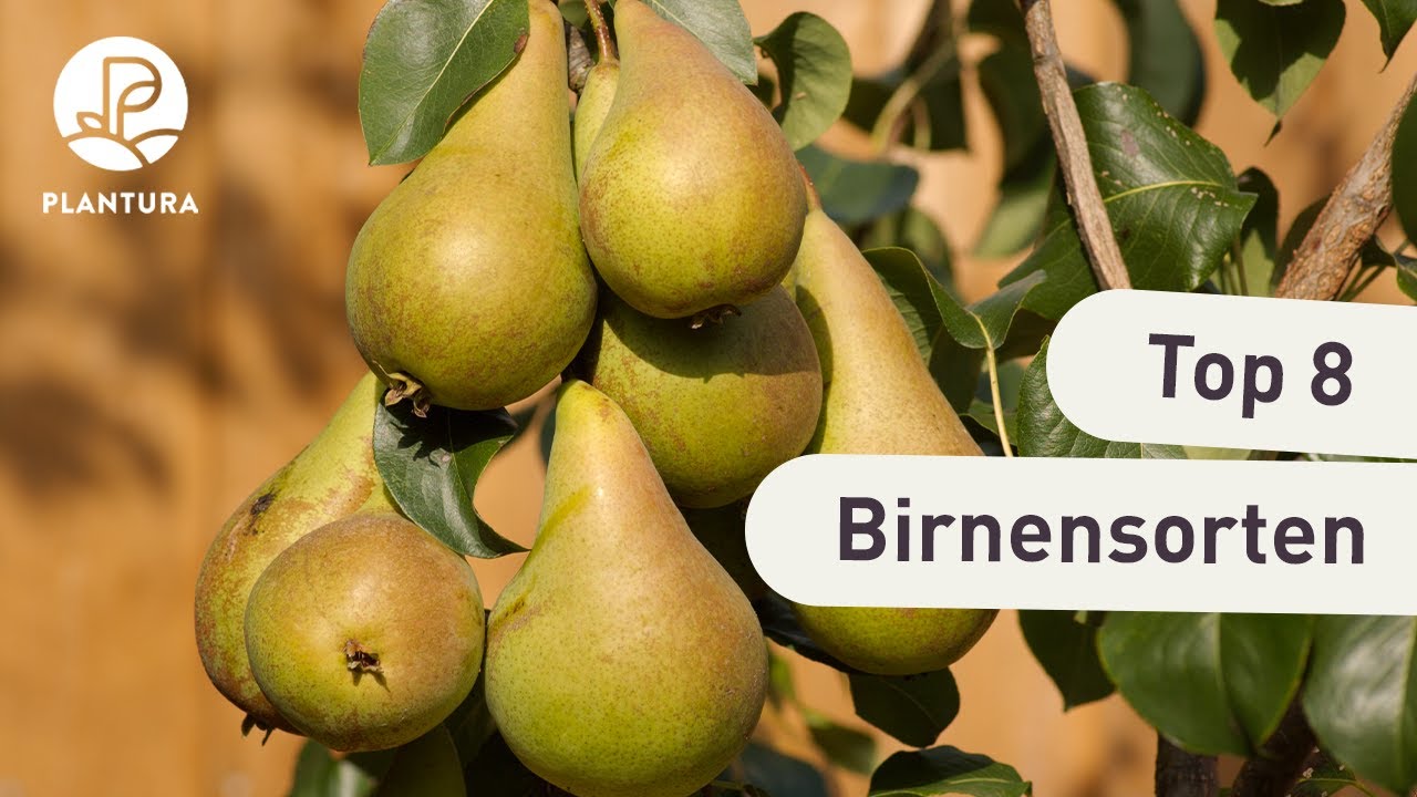 Birnensorten: 35 neue & alte Birnensorten - Plantura