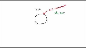Artificial Neural Nets and Evolutionary Algorithms 5: Biology 4 - the action potential