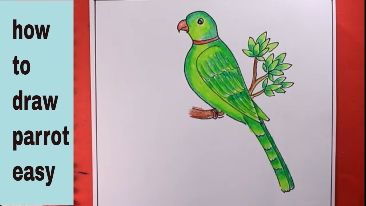 25 Easy Parrot Drawing Ideas - How to Draw a Parrot