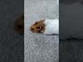 iM a PoTaTo!