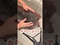 うさぎを飼う前に必ず知っておいて欲しいことー換毛編ー【ネザーランドドワーフのコッペ】#ネザーランドドワーフ #コッペパン #うさぎ #うさぎのいる暮らし #ウサギ #shorts