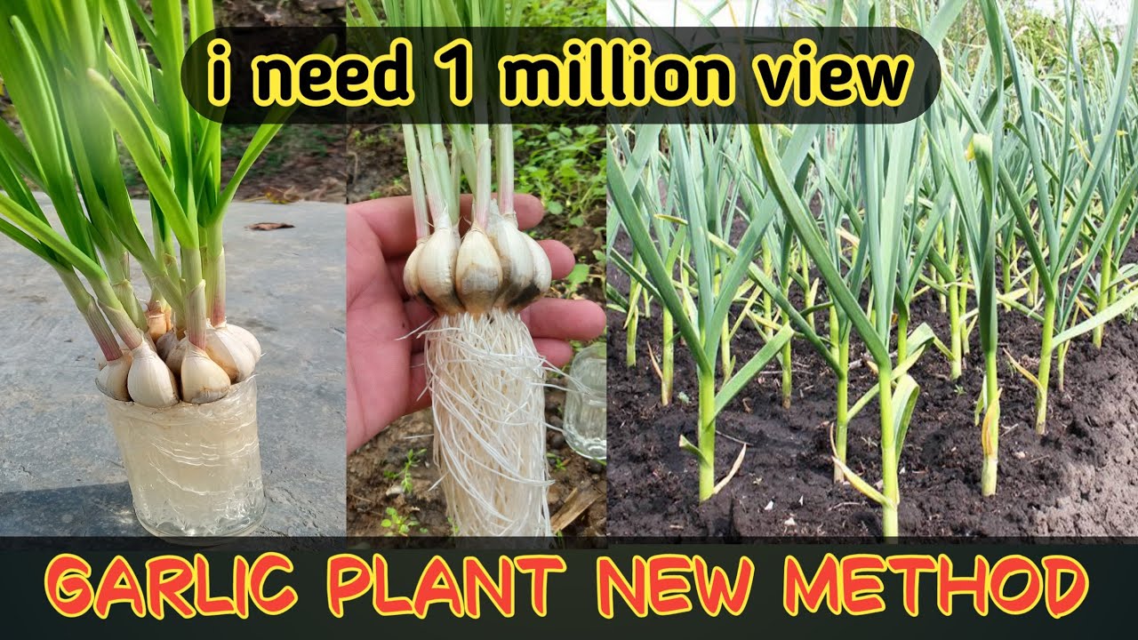 Garlic Plant Growing Garlic planting at home easy way to grow garlic 2019Garlic plant Grow 2020