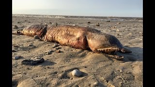 Uragani nxjerr nė plazh krijesėn misterioze (VIDEO) Uragani nxjerr nė plazh krijesėn misterioze (VIDEO)