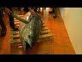 Испания Морепродукты - Разделка Огромного Тунца в Рыбном Магазинчике в Севилье