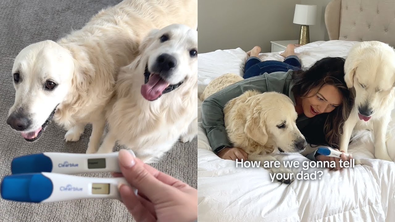 I'M PREGNANT! | Golden Retrievers Help Me Tell My Husband