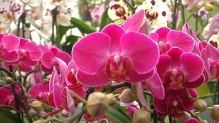 Lorchidée, La Fleur La Plus Vendue En France