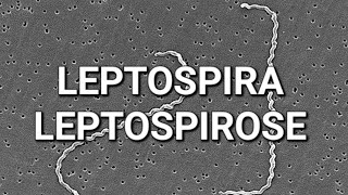LEPTOSPIRA | SPIROCHETES