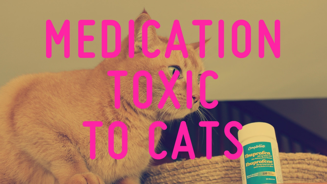 Common Medication Toxic To Cats YouTube