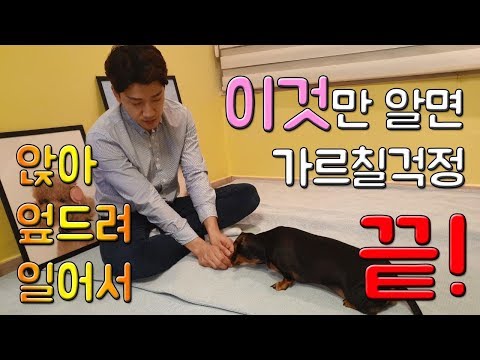 강아지 앉아,엎드려,일어서 훈련방법!! 이것만 알면 가르칠 걱정 끝!![손선생]