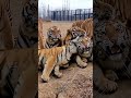 Tiger Trap!