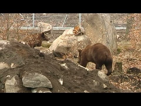 Video: Vad du ska göra om du stöter på en björn i vildmarken