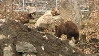 Så gör du om du möter en björn i skogen - Nyhetsmorgon (TV4)