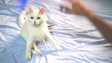 Electric Rotate Interactive Cat Feather Toy