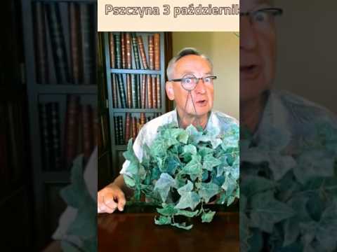 A co Pan tak w tych kwiatach???