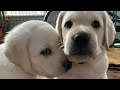 LIVE PUPPY CAM! Adorable Lab Puppies in their Play Room livestream Week 7!