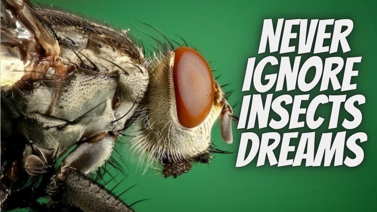 What Is the Meaning of Observing Insects in a Dream? - YouTube