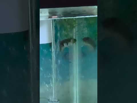 LONGFIN CORY DOING IT AGAIN #fishkeepinghobby #aquarium #fishtank