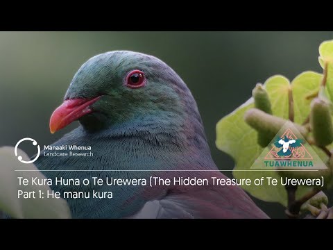 Te Kura Huna o Te Urewera: He Manu Kura (Part 1)